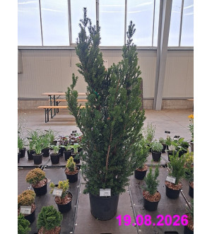 Taxus media 'Hillii' C 18 L